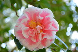 Herme Camellia (Camellia japonica 'Herme') at Stonegate Gardens