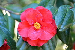 Moshio Camellia (Camellia japonica 'Moshio') at Stonegate Gardens