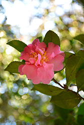 Jessica's Ruffles Camellia (Camellia sasanqua 'TDN 1120') at Stonegate Gardens