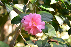 Pink Snow Camellia (Camellia sasanqua 'Pink Snow') at Stonegate Gardens