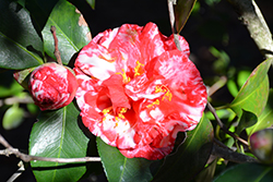 Miss Charleston Variegated Camellia (Camellia japonica 'Miss Charleston Variegated') at Lakeshore Garden Centres