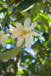 Sweet Michelia Magnolia (Magnolia doltsopa) at A Very Successful Garden Center