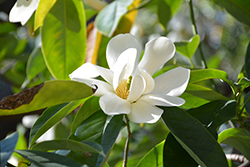 Sweet Michelia Magnolia (Magnolia doltsopa) at Stonegate Gardens