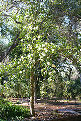 Sweet Michelia Magnolia (Magnolia doltsopa) at Lakeshore Garden Centres
