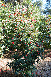 Covina Camellia (Camellia japonica 'Covina') at Stonegate Gardens