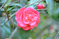 Betty Sheffield Pink Camellia (Camellia japonica 'Betty Sheffield Pink') at Lakeshore Garden Centres