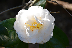 Masterpiece Camellia (Camellia japonica 'Masterpiece') at Lakeshore Garden Centres