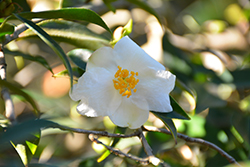 Cuspidata Camellia (Camellia cuspidata) at A Very Successful Garden Center
