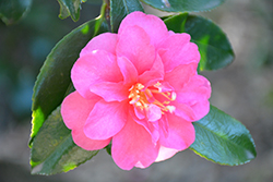 Pink Stella Camellia (Camellia sasanqua 'Dixie') at A Very Successful Garden Center