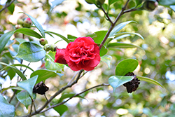 Little Slam Camellia (Camellia japonica 'Little Slam') at Lakeshore Garden Centres