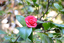 Little Slam Camellia (Camellia japonica 'Little Slam') at Lakeshore Garden Centres