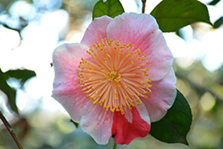 Mikuni-no-homare Camellia (Camellia japonica 'Mikuni-no-homare') at A Very Successful Garden Center