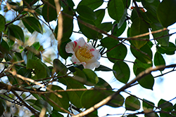 Nioi-fubuki Camellia (Camellia japonica 'Nioi-fubuki') at Stonegate Gardens