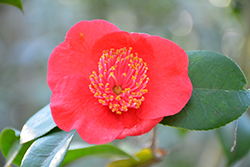 Hinomaru Camellia (Camellia japonica 'Hinomaru') at Stonegate Gardens