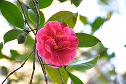 Mrs. Freeman Weiss Camellia (Camellia japonica 'Mrs. Freeman Weiss') at Lakeshore Garden Centres