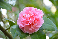 Debutante Camellia (Camellia 'Debutante') at A Very Successful Garden Center