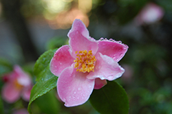 Minato-no-akebono Camellia (Camellia 'Minato-no-akebono') at Stonegate Gardens