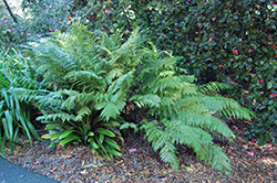 Giant Chain Fern (Woodwardia fimbriata) at A Very Successful Garden Center