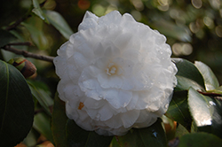 October Magic White Shi-Shi Camellia (Camellia sasanqua 'Green 02-004') at Lakeshore Garden Centres