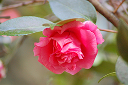 Bella Rouge Camellia (Camellia sasanqua 'TDN 1116') at Lakeshore Garden Centres