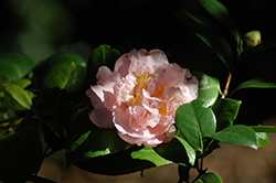Nuccio's Pink Lace Camellia (Camellia japonica 'Nuccio's Pink Lace') at Lakeshore Garden Centres