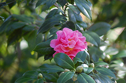 Lady Laura Camellia (Camellia japonica 'Lady Laura') at Lakeshore Garden Centres
