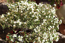 Matilda Waxflower (Chamelaucium 'Matilda') at A Very Successful Garden Center