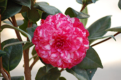 Nuccio's Bella Rossa Variegated Camellia (Camellia japonica 'Nuccio's Bella Rossa Variegated') at Lakeshore Garden Centres