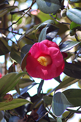 Greensboro Red Camellia (Camellia japonica 'Greensboro Red') at Lakeshore Garden Centres