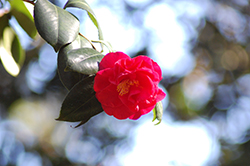 Conflagration Camellia (Camellia japonica 'Conflagration') at Stonegate Gardens
