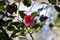 Betty Sheffield Coral Camellia (Camellia japonica 'Betty Sheffield Coral') at A Very Successful Garden Center