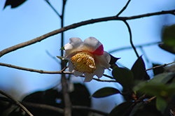 Nioi-fubuki Camellia (Camellia japonica 'Nioi-fubuki') at Stonegate Gardens