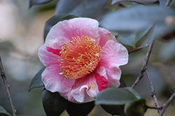 Mikuni-no-homare Camellia (Camellia japonica 'Mikuni-no-homare') at Lakeshore Garden Centres