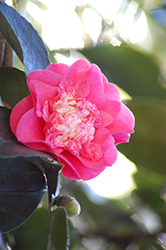 Elegans Supreme Camellia (Camellia japonica 'Elegans Supreme') at Lakeshore Garden Centres