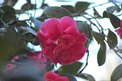 Jordan's Pride Pink Camellia (Camellia japonica 'Jordan's Pride Pink') at Lakeshore Garden Centres