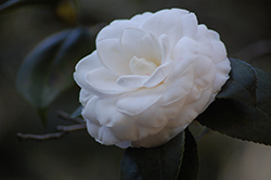Elizabeth Camellia (Camellia japonica 'Elizabeth') at A Very Successful Garden Center