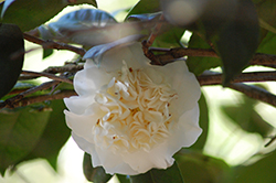 Snow Chan Camellia (Camellia japonica 'Snow Chan') at Lakeshore Garden Centres