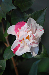 Betty Sheffield Blush Camellia (Camellia japonica 'Betty Sheffield Blush') at Lakeshore Garden Centres
