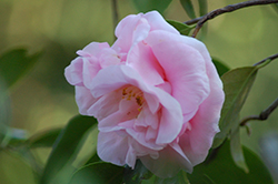 Cotton Candy Camellia (Camellia sasanqua 'Cotton Candy') at A Very Successful Garden Center