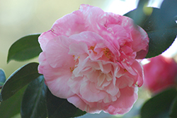 Tomorrow Park Hill Camellia (Camellia japonica 'Tomorrow Park Hill') at Lakeshore Garden Centres