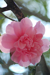 King's Ransom Camellia (Camellia japonica 'King's Ransom') at Lakeshore Garden Centres