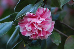 Jordan's Pride Camellia (Camellia japonica 'Herme') at Lakeshore Garden Centres