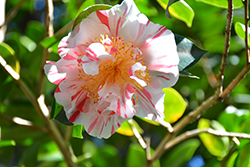 Extravaganza Camellia (Camellia japonica 'Extravaganza') at Lakeshore Garden Centres