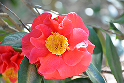 Guilio Nuccio Camellia (Camellia japonica 'Guilio Nuccio') at A Very Successful Garden Center