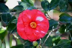 Wendy Camellia (Camellia japonica 'Wendy') at A Very Successful Garden Center
