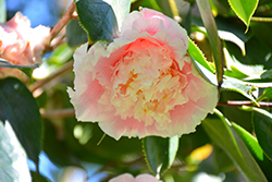 Elegans Splendor Camellia (Camellia japonica 'Elegans Splendor') at A Very Successful Garden Center