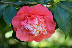 Elegans Camellia (Camellia japonica 'Elegans') at A Very Successful Garden Center