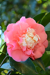 Chandler Camellia (Camellia japonica 'Chandler') at A Very Successful Garden Center