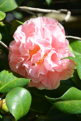 Carter's Sunburst Camellia (Camellia japonica 'Carter's Sunburst') at Stonegate Gardens