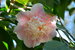C.M. Wilson Camellia (Camellia japonica 'C.M. Wilson') at A Very Successful Garden Center